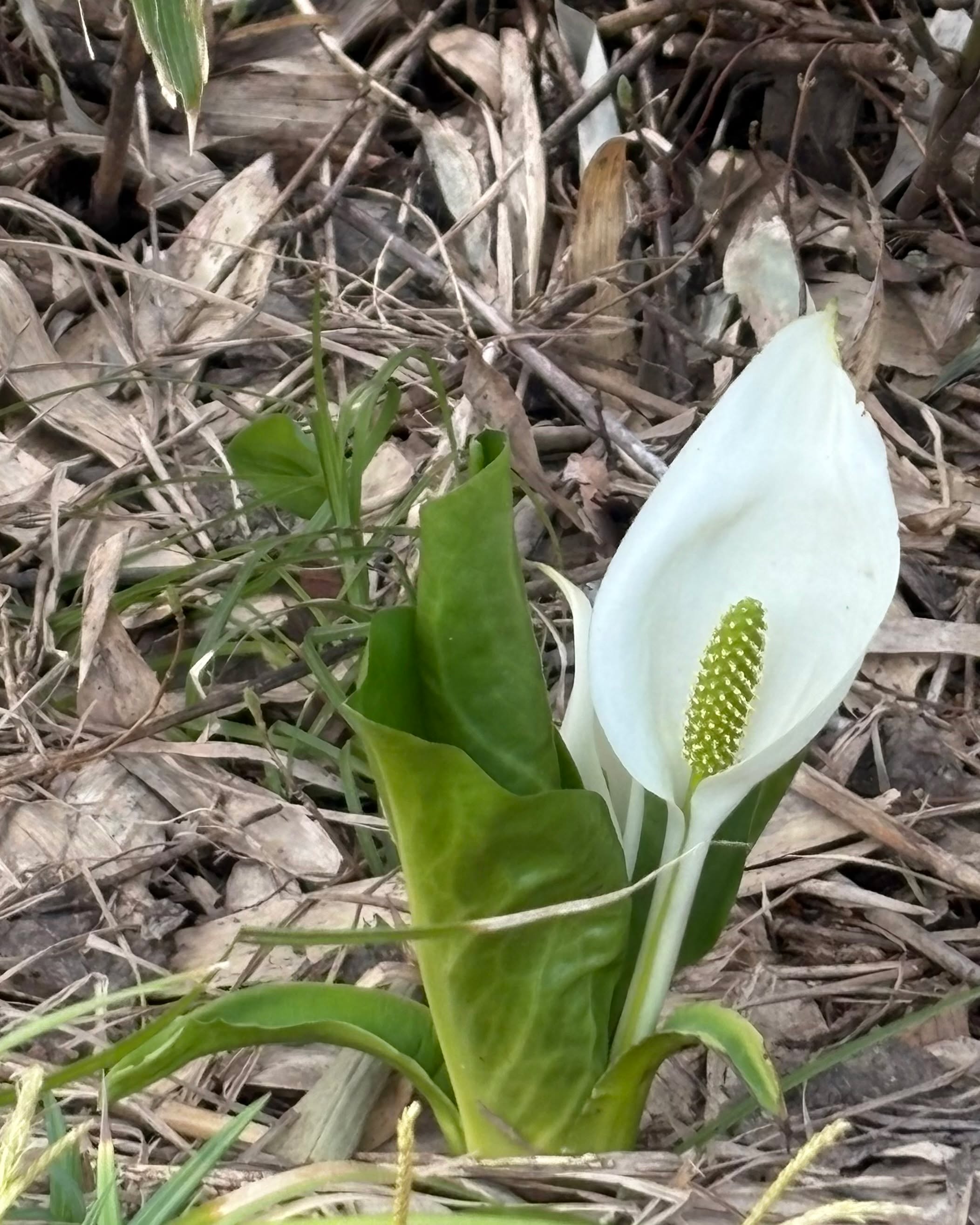 思いがけない出会い
水芭蕉/Skunk cabbage

#水芭蕉 #skunkcabbage 
#ziugallery #ziu #pocketnobiidama